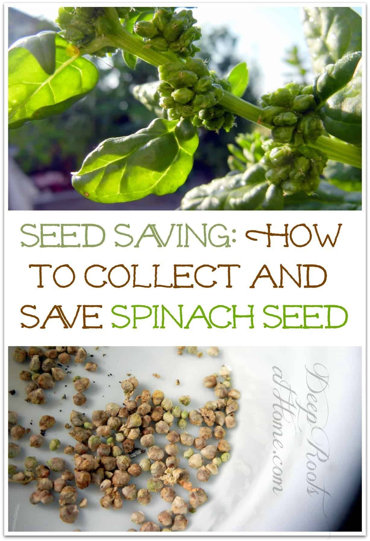 Seed Saving: How To Collect and Save Spinach Seed. #garden #gardening #outdoor #outdoors #spring #fall #summertime #food #plants #seedsaving #seeds #thrifting #frugal #spinach #collect #ideas #tips #howto #planning #planting #gardener #homesteading #homestead #pollen #greens #green #smoothies Seed Saving: How To Collect and Save Spinach Seed. Pinterest image
