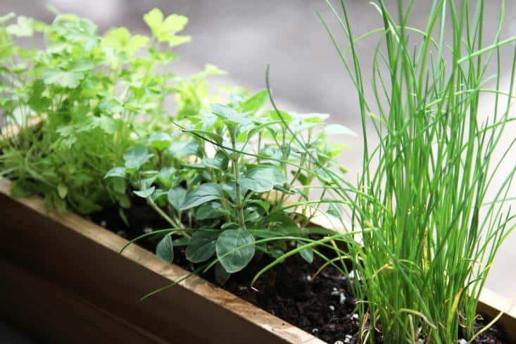 Vegetable Gardening: Plants That Will Grow In Partial Shade. Shade tolerant herbs: tarragon, basil sage, parsley, coriander, chives