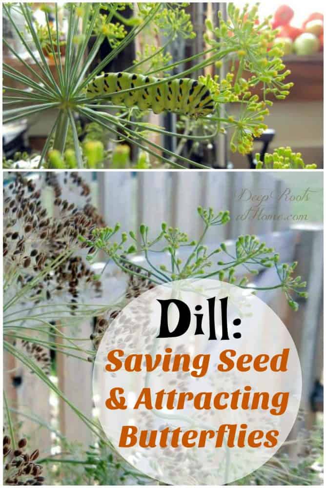Dill Saving Seed, Attracting Butterflies & Health Benefits