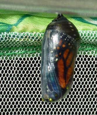 Raising Our Boys Through Nature Study & Enrichment a Monarch chrysalis, ready to emerge